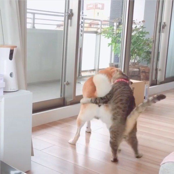 Haluくんにちょっかいを出すMugiくん