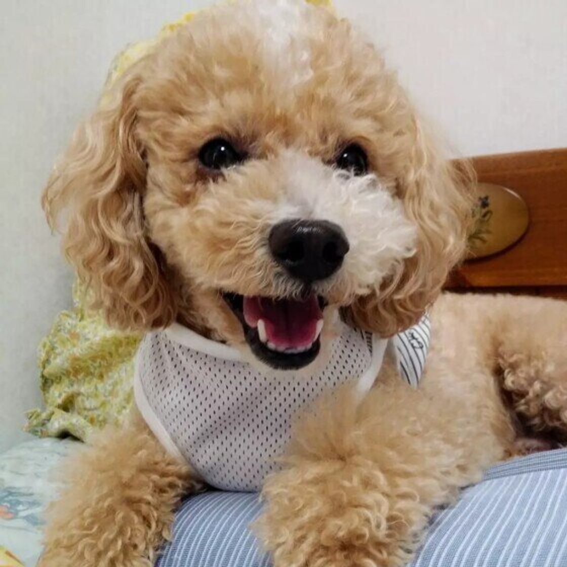 犬の体の正しい冷やし方 熱中症の症状がみられたら時の対処法とは いぬのきもちweb Magazine 犬の体の正しい冷やし方 熱中症の症状がみられたら時の対処法とは いぬのきもちweb Magazine