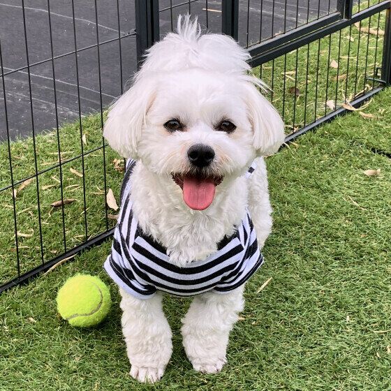 犬がパンティングをする理由と対処法 注意が必要な呼吸との見分け方は？ いぬのきもち