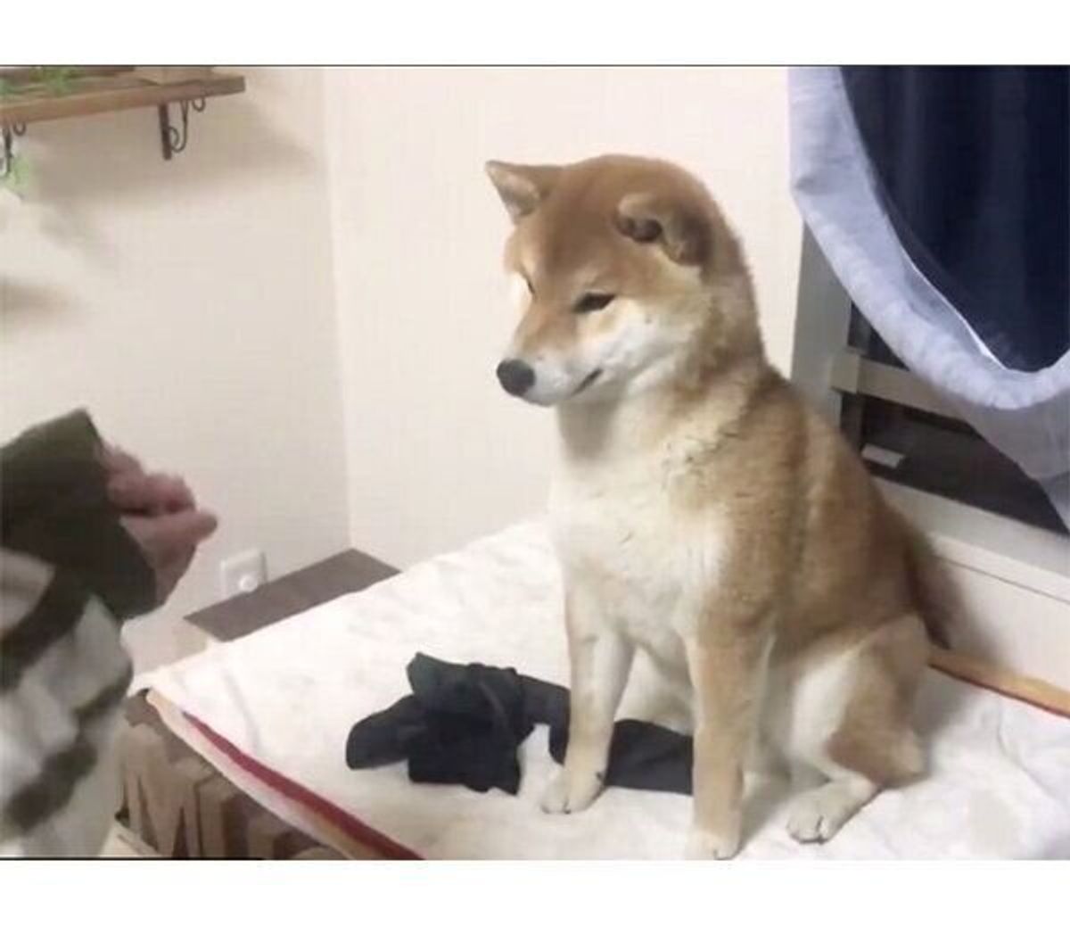 なんて純粋なの 飼い主の手品を真剣に見る柴犬の リアクション に思わず感動 いぬのきもちweb Magazine なんて純粋なの 飼い主の手品を真剣に見る柴犬の リアクション に思わず感動 いぬのきもちweb Magazine