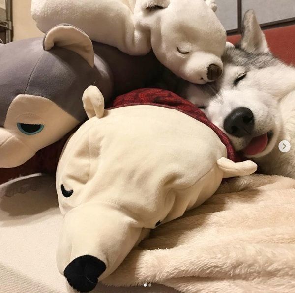 ぬいぐるみと眠るシベリアン・ハスキー