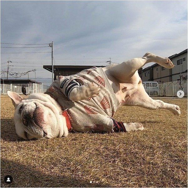 公園で遊ぶフレンチ・ブルドッグ