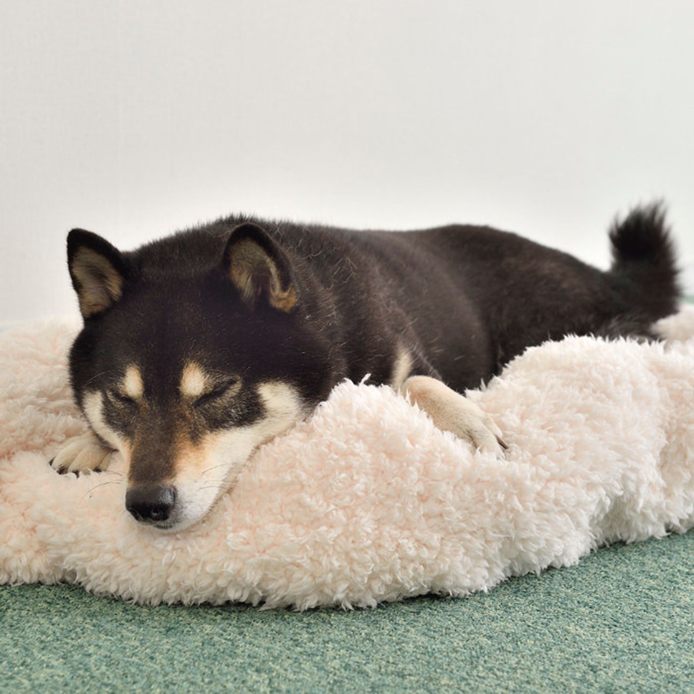 疲れた犬はいい犬 イギリスのことわざの意味 知ってる いぬのきもちweb Magazine 疲れた犬はいい犬 イギリスのことわざの意味 知ってる いぬのきもちweb Magazine