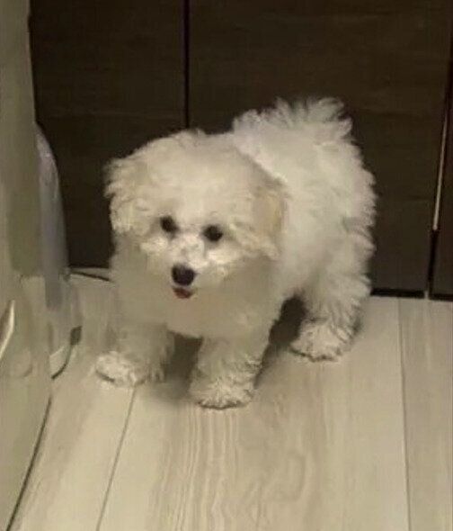 生後4カ月のビションフリーゼ