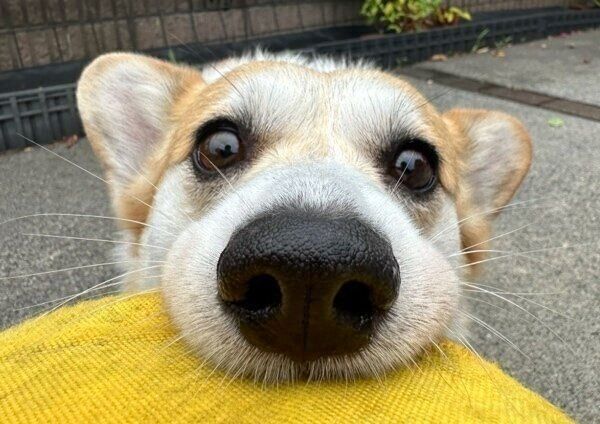 フリスビー越しのショット！