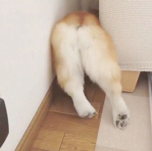 お尻がかわいいコーギー
