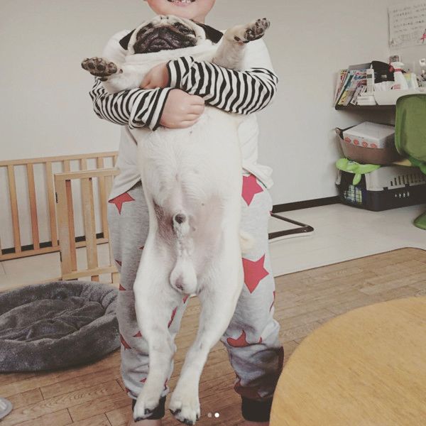 すくすく成長するパグ