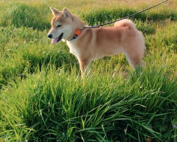 お出かけを楽しむおこげくん