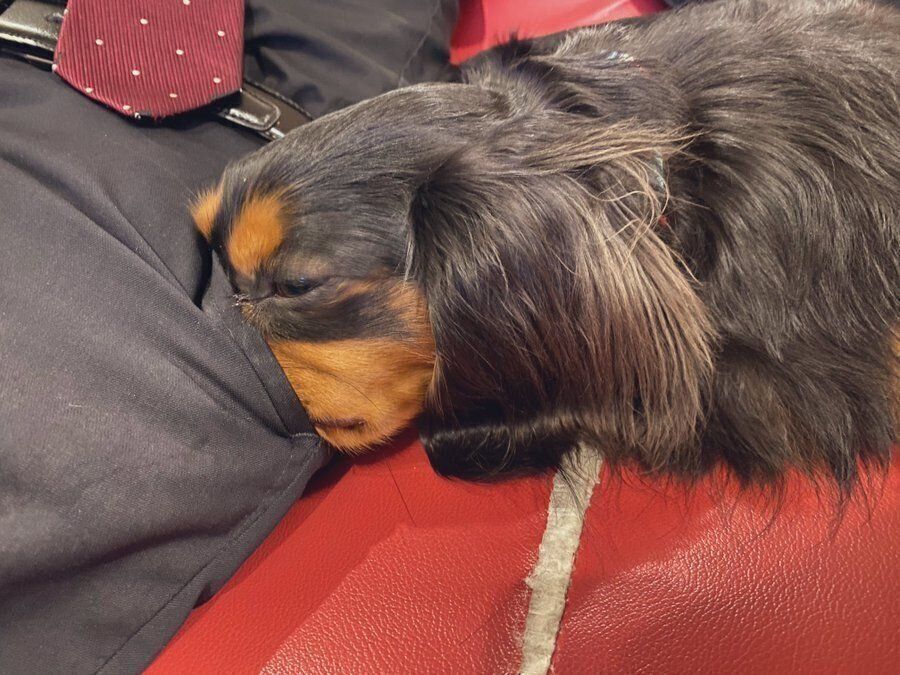 パパさんのポケットに鼻を入れるみらいくん