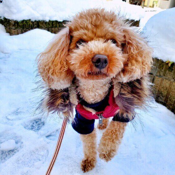犬も「しもやけ」になる？ 冷たい地面や雪道を歩いた後の犬のしもやけ対策 いぬのきもち