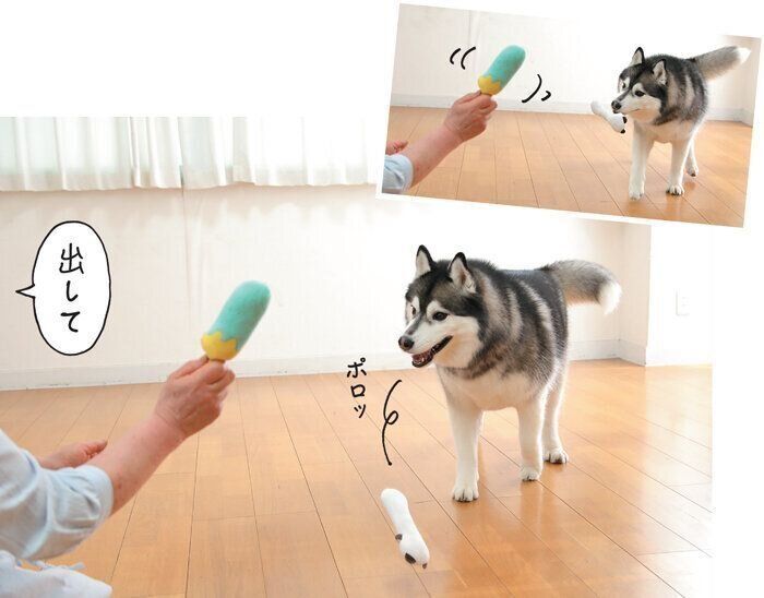 トレーニング中の犬