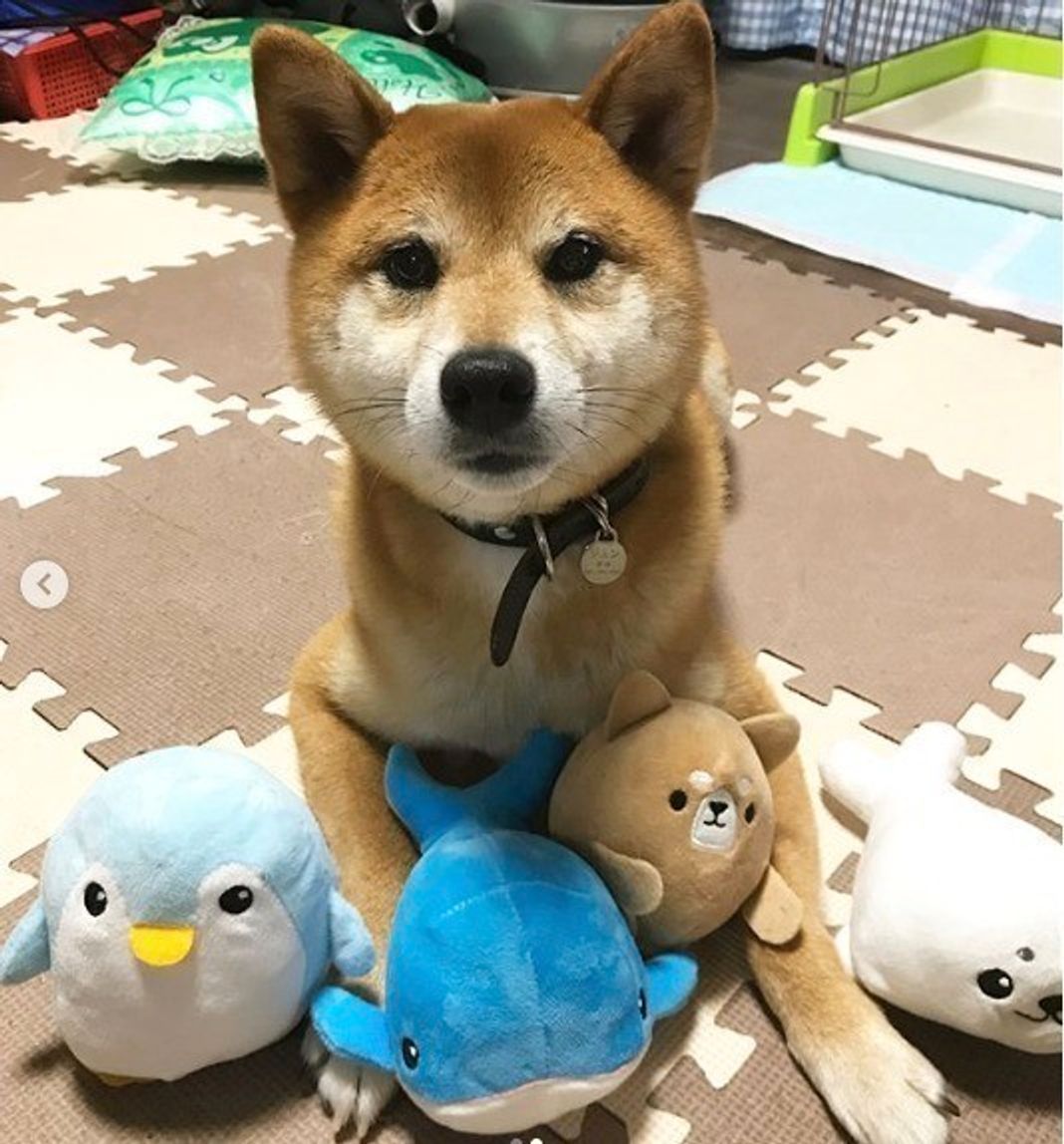 犬だって100円ショップがお気に入り 楽しいおもちゃで遊ぼう いぬのきもちweb Magazine 犬だって100円ショップがお気に入り 楽しいおもちゃで遊ぼう いぬのきもちweb Magazine