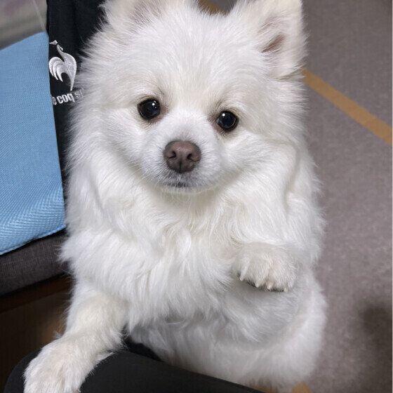 前足でアピールするポムくん