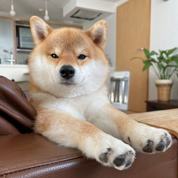 ごはんを食べて満足のマヤちゃん