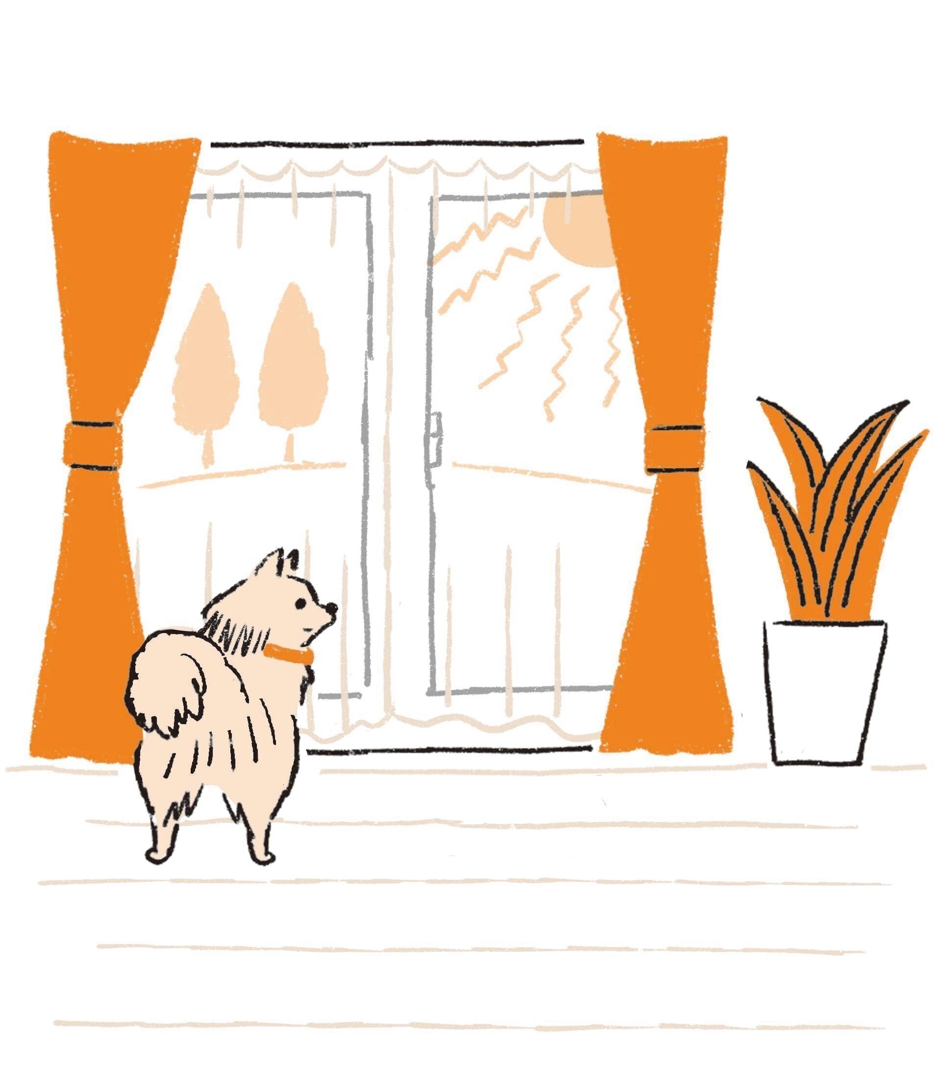 遮熱フィルム＋薄いカーテンなら犬が外を眺められてストレスフリー！