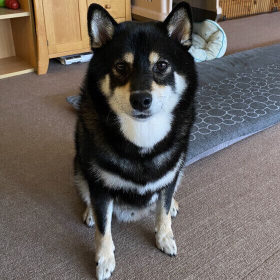 まろ  柴　ご飯の時間になると、私の目の前でお座りして
