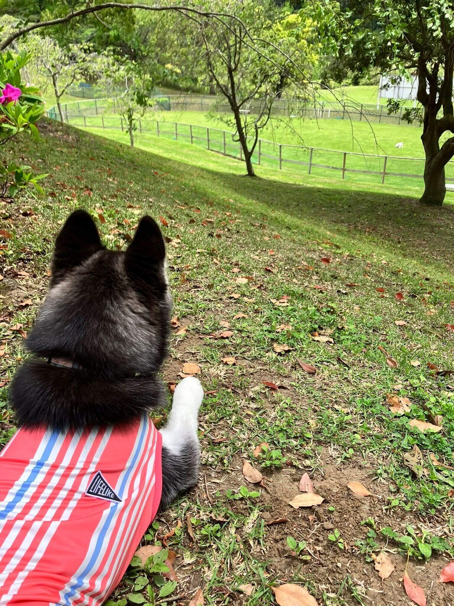 小型犬エリアを見つめるふうちゃん