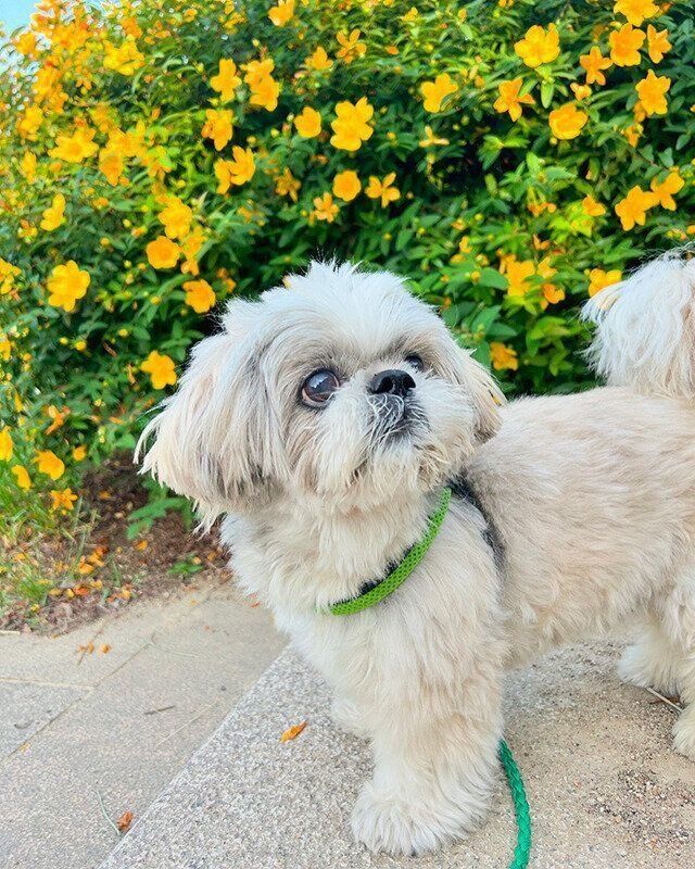 シーズー犬マンガてんぽshihtzu