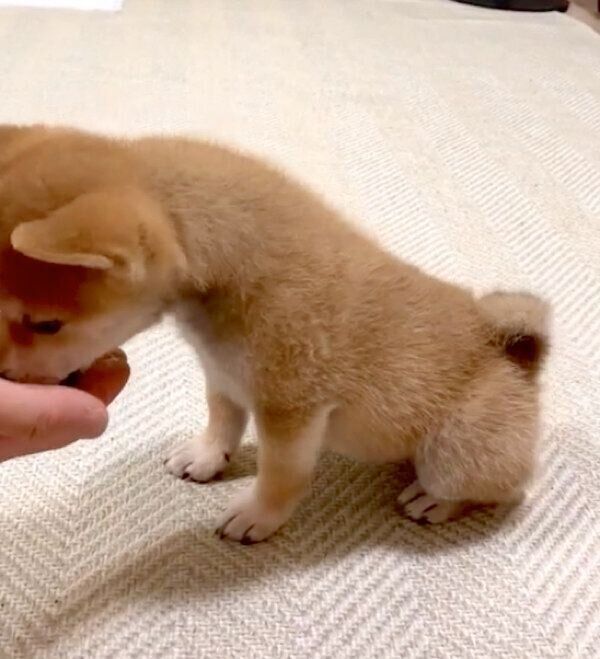 1日で「オスワリ」をマスターしたゴン太くん