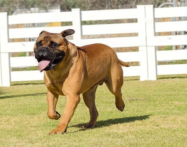 ブルマスティフ