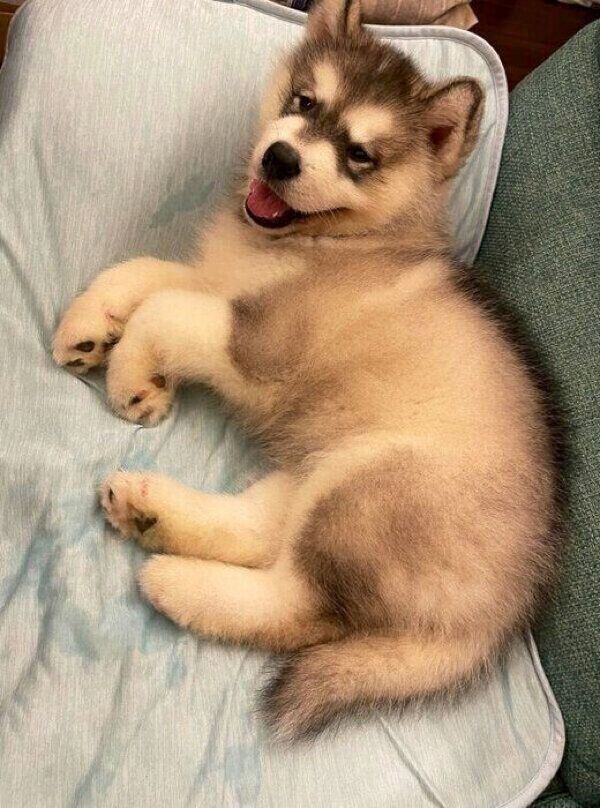 くつろぐアルくん