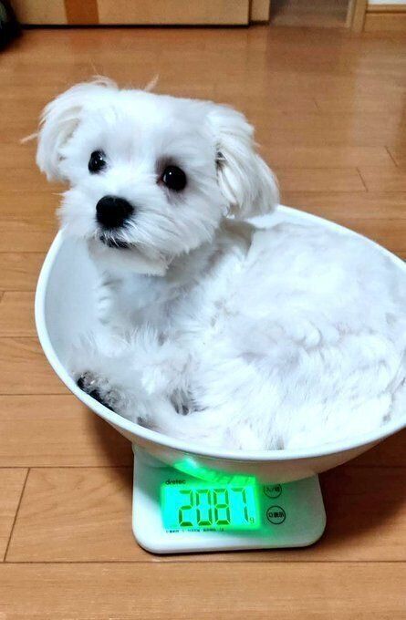 生後5カ月のマルチーズ