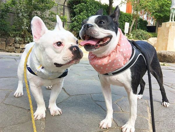 見つめるフレンチ・ブルドッグ