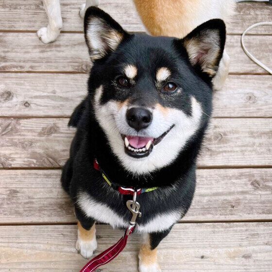 見つめるラガーちゃん（柴）