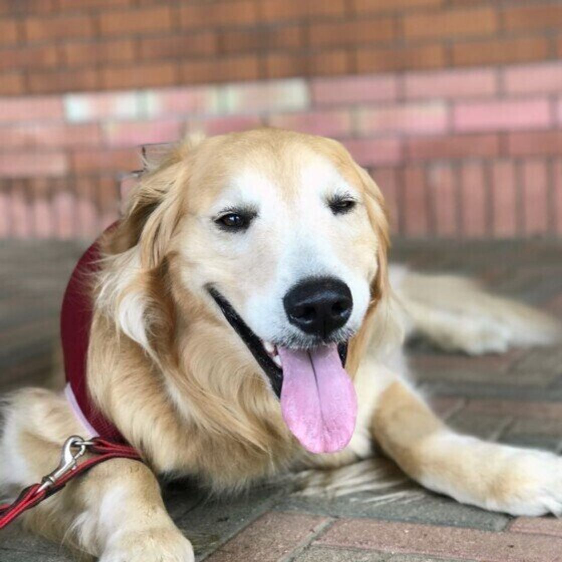 犬はどんな味をおいしいと感じる 味覚について獣医師に聞いてみた いぬのきもちweb Magazine 犬はどんな味をおいしいと感じる 味覚について獣医師に聞いてみた いぬのきもちweb Magazine