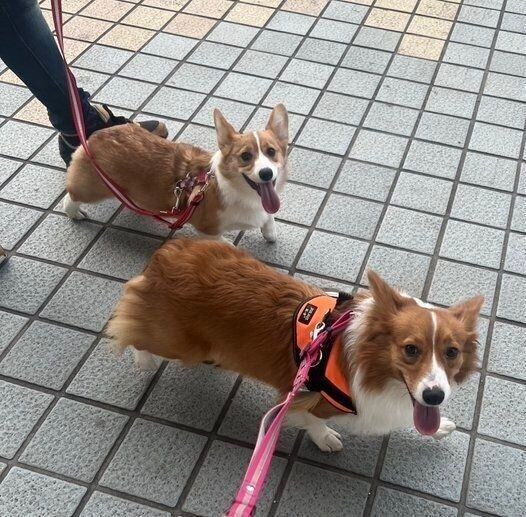 散歩するシフォンちゃん、ブランちゃん