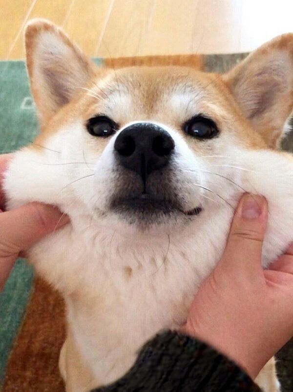 ほっぺがもちもちなももちゃん