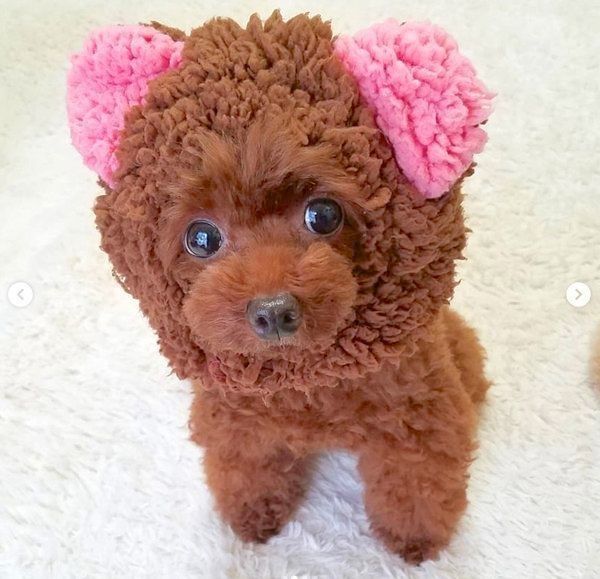 まんまるお目めがかわいいトイ・プードル