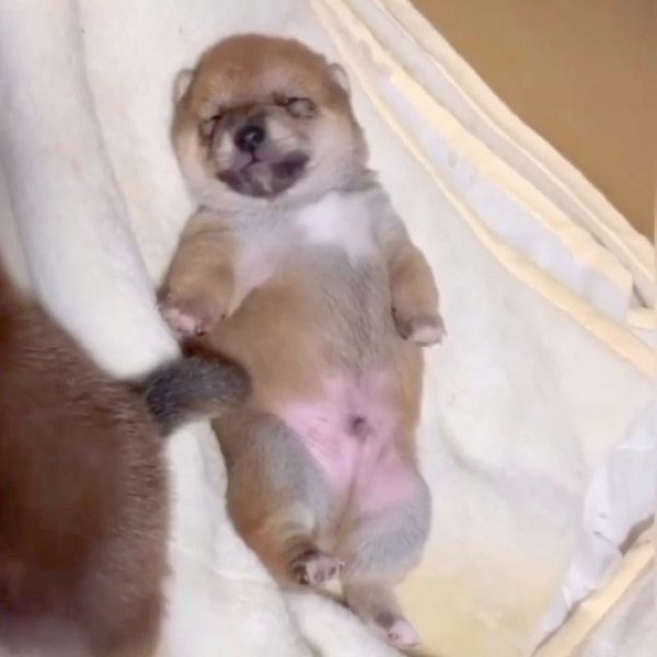 お手てとあんよをピチピチ動かす甥っ子ちゃん