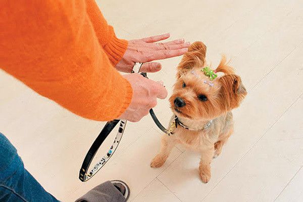 マテするヨークシャー・テリア