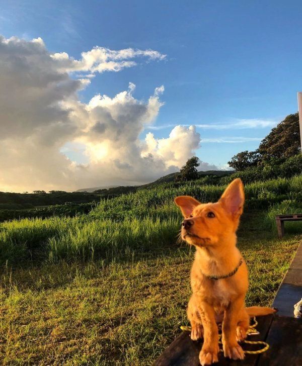 元保護犬・むぎちゃん