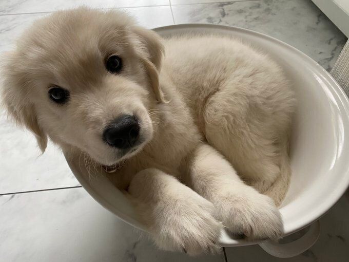 たくさんの「いいね」が集まり話題になった、アスランくんの子犬時代の写真