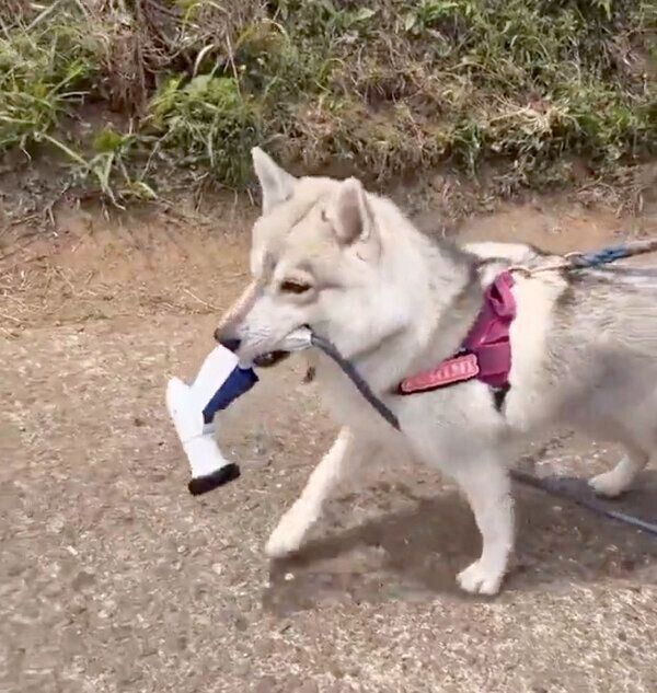 ホースをくわえるいちみちゃん