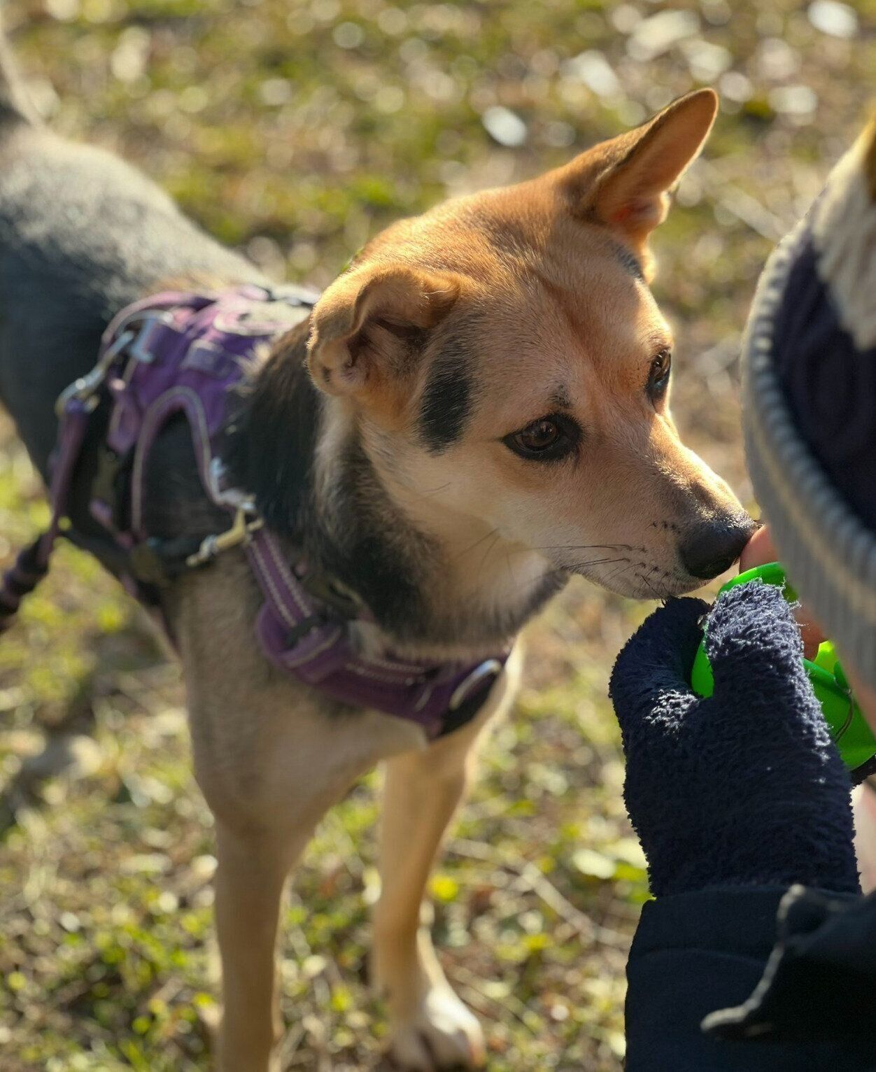 散歩中におやつをもらうこのちゃん。