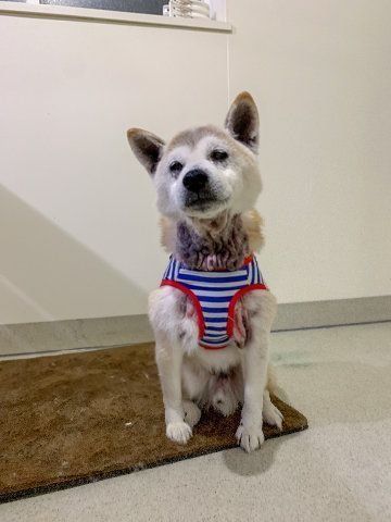 センターのいた頃の小次郎くん