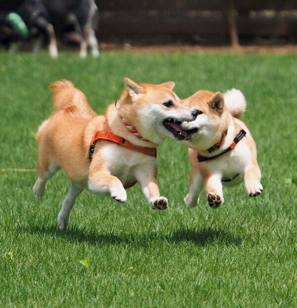 ドッグランを楽しむあくびちゃん、むくりちゃん