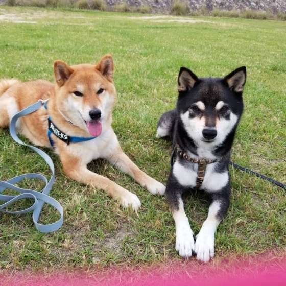 仲良しの柴犬