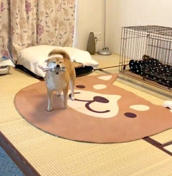 帰宅した飼い主さんを歓迎するももちゃん