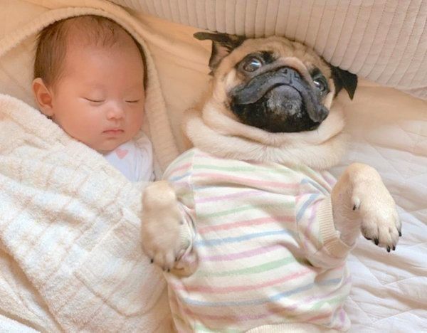 添い寝するパグと妹ちゃん