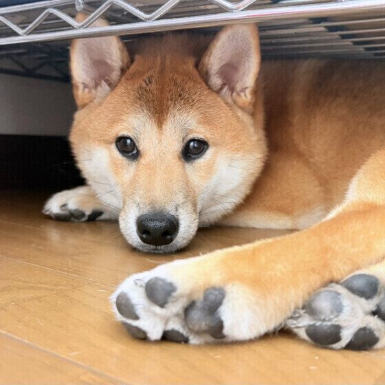 はる  柴お散歩お休み中