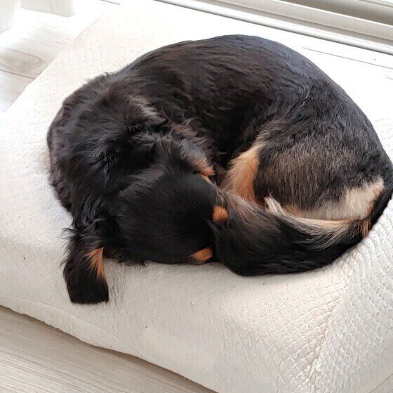 眠るミニチュア・ダックスフンド