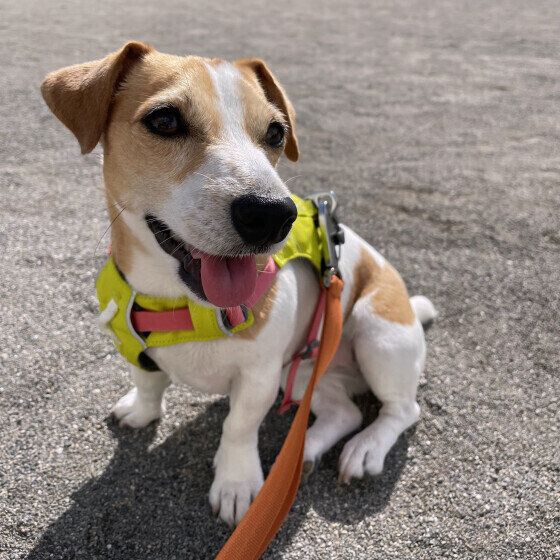 パグ座りにジャック座り？ 気になる犬の座り方を獣医師に聞いた いぬのきもち
