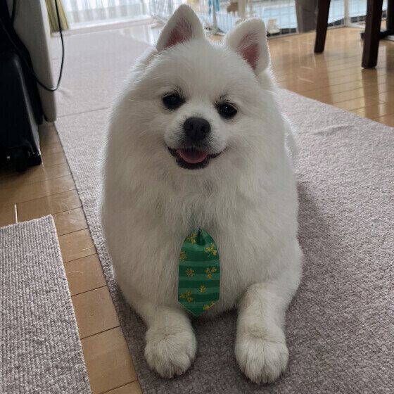 かわいいポメラニアン いぬのきもち