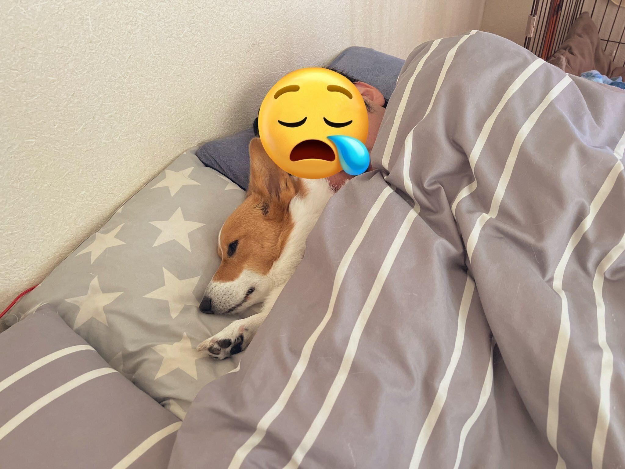 パパさんと仲良く二度寝をするアインくん