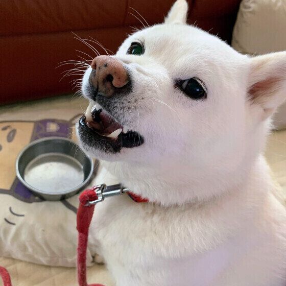 ゴハンをおねだりする柴のりりちゃん