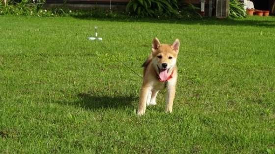 規則正しい生活はng むだ吠えしない犬に育てるしつけのコツ いぬのきもちweb Magazine 規則正しい生活はng むだ吠えしない犬に育てるしつけのコツ いぬのきもちweb Magazine